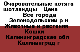 Очаровательные котята шотландцы › Цена ­ 2 000 - Все города, Зеленодольский р-н Животные и растения » Кошки   . Калининградская обл.,Калининград г.